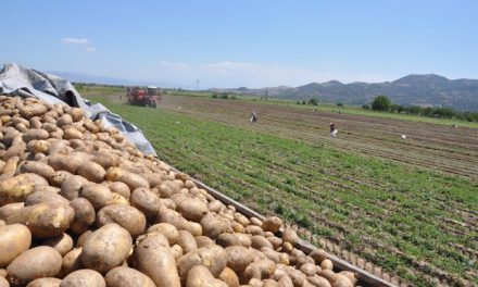 Patates fiyatı Suriye’den yapılan ithalatla 2 liraya geriledi