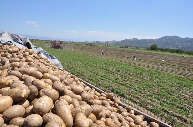 Patates fiyatı Suriye’den yapılan ithalatla 2 liraya geriledi