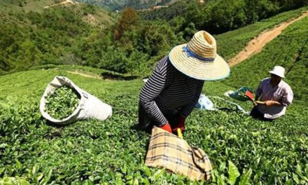 İlk sürgünde 12 bin 261 ton organik çay hasadı yapıldı