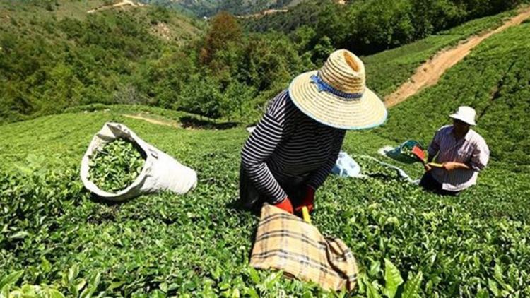 İlk sürgünde 12 bin 261 ton organik çay hasadı yapıldı