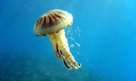 Akdeniz için zehirli denizanası uyarısı! Ölüsüne bile sakın dokunmayın