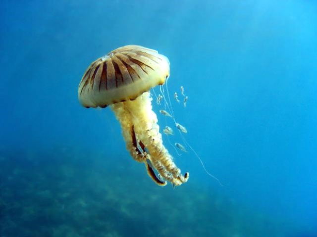Akdeniz için zehirli denizanası uyarısı! Ölüsüne bile sakın dokunmayın