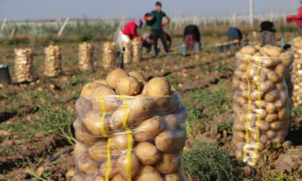 Niğde’de patates hasadı başladı…