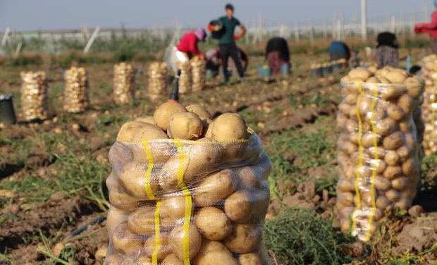 Niğde’de patates hasadı başladı…