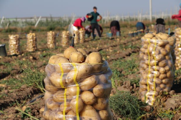 Niğde’de patates hasadı başladı…