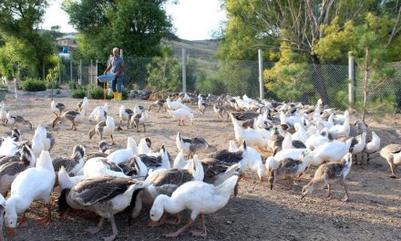 32 yıllık öğretmen… Şehir hayatını bıraktı köye yerleşti! Kendine iş kurdu