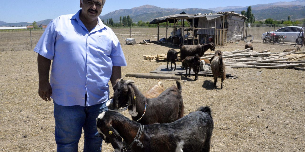 Şampiyon kulüp, futbolcu satıp keçi aldı