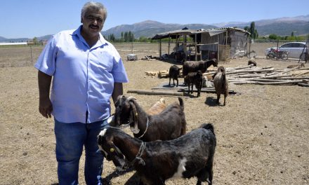 Şampiyon kulüp, futbolcu satıp keçi aldı