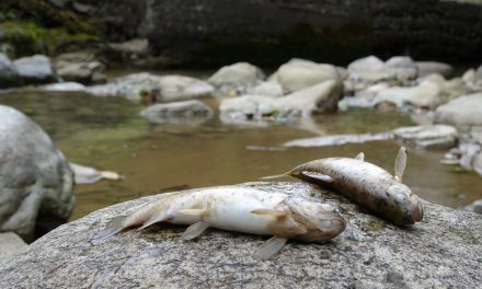 Çaykara’da toplu balık ölümleri endişelendiriyor