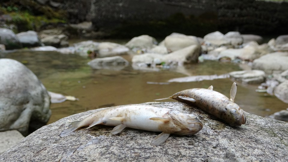 Çaykara’da toplu balık ölümleri endişelendiriyor