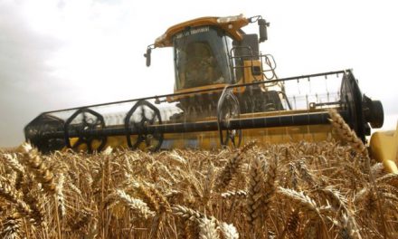 Çiftçinin buğdaydan kaçışı endişe verici boyutlarda