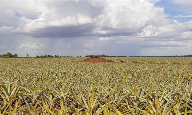 Rapor: Afrika’da tarımda daha fazla verim için yılda 257 milyar dolara ihtiyaç var