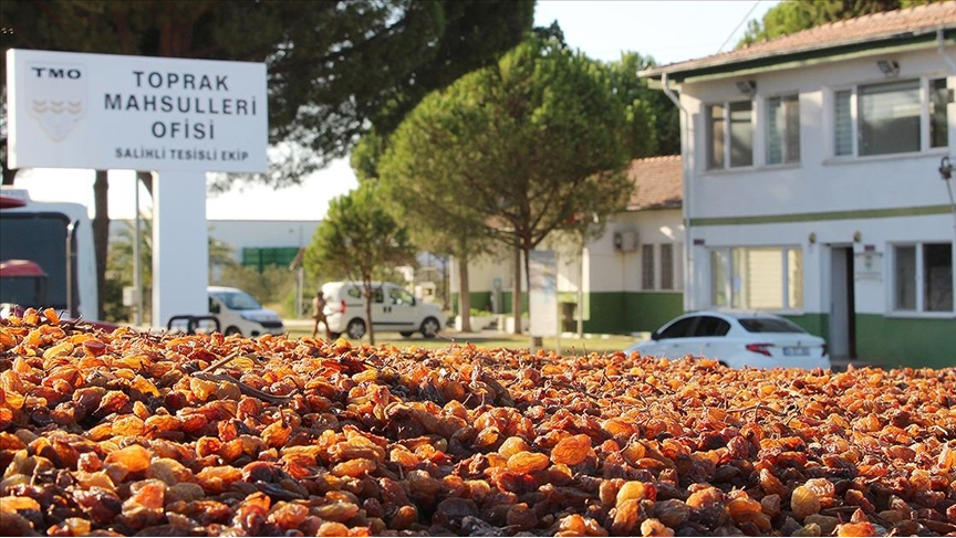 TMO, Manisa’da günlük kuru üzüm alım kapasitesini iki katına çıkarıyor