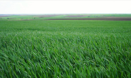 Trakya’da son yağışlar gelişim kaybı yaşayan buğdaya “ilaç” oldu