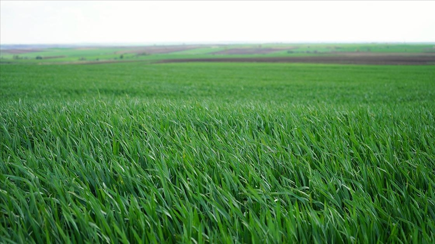 Trakya’da son yağışlar gelişim kaybı yaşayan buğdaya “ilaç” oldu